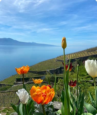 Lavaux Vineyard Terraces, the most picturesque location on lake Leman