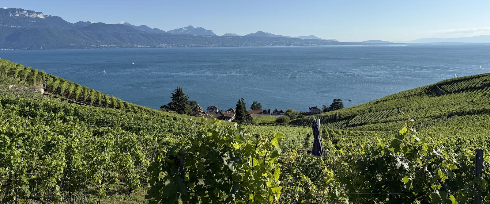 Liquid Gold of the Swiss Riviera. Lavaux Wine Guide.