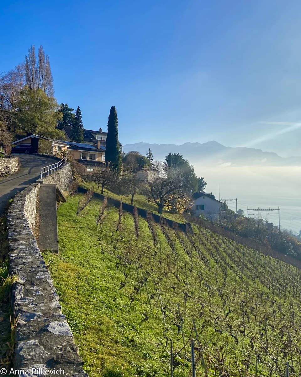 Lavaux Wineyard Terraces