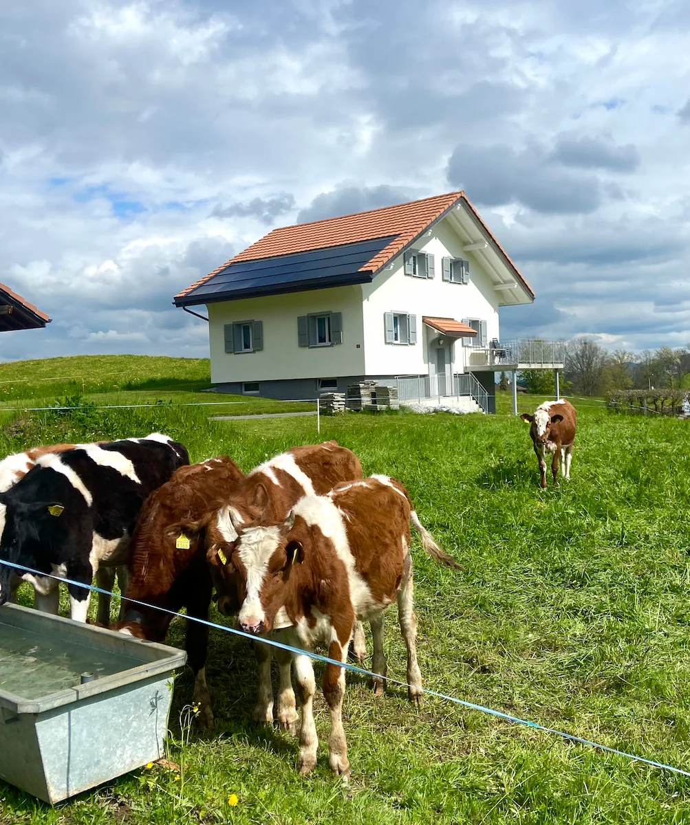 Gruyeres Authentic
