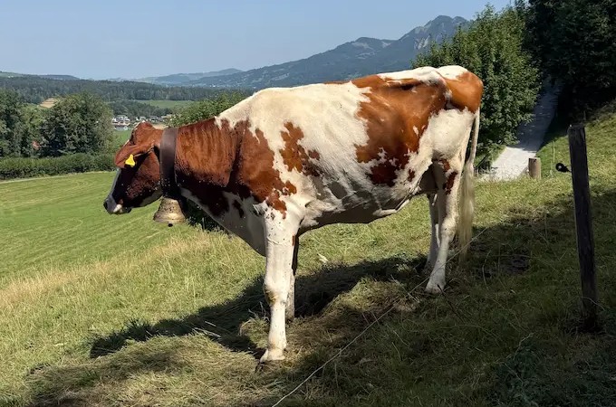 A Traditional Swiss Cow Grazing In The Green Pastures Of The Gruyeres Region