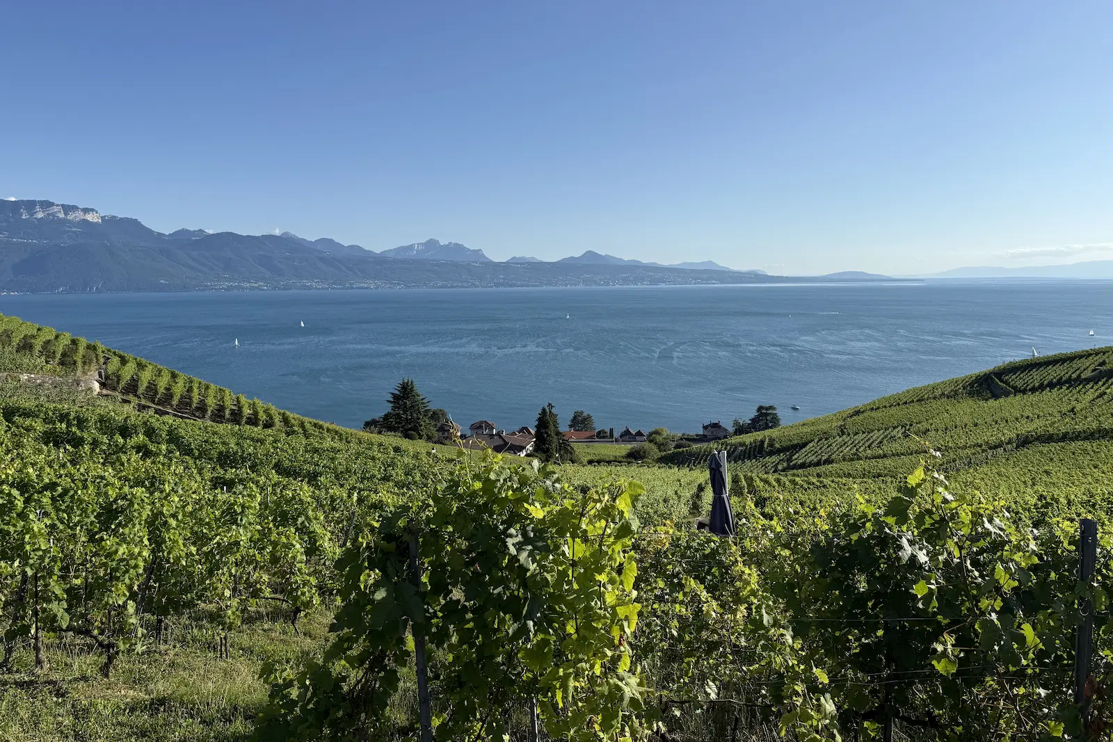 Private Wine Tasting Tour In Unesco Lavaux Vineyard Terraces