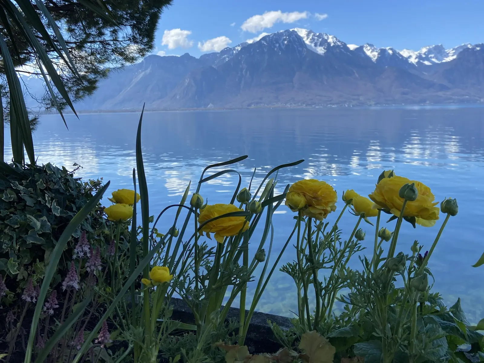 Private day tour in Montreux: walking tour and train ride to Rochers de Naye